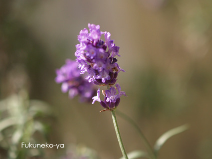 lavender0807.jpg